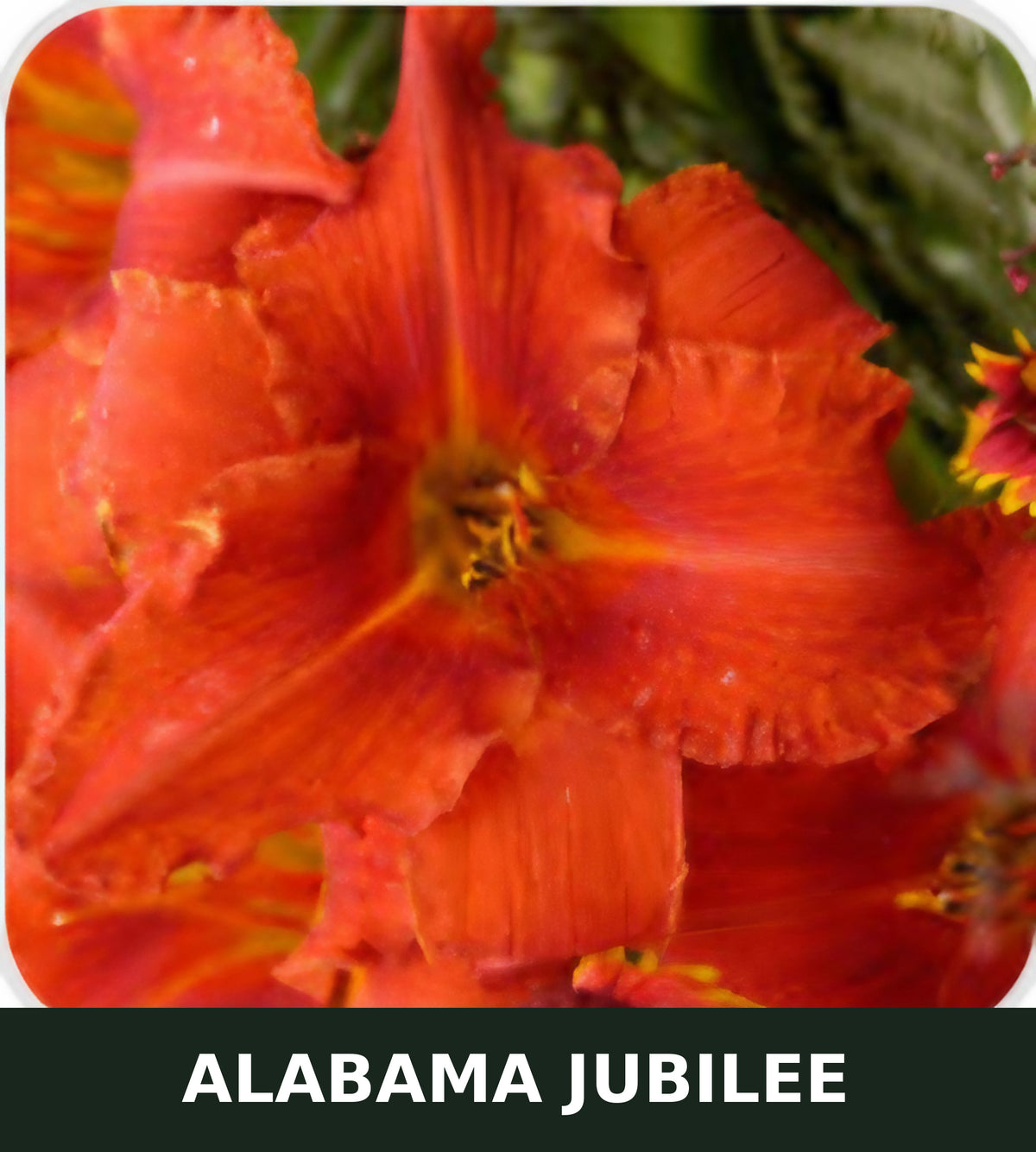 Alabama Jubilee bare root daylily