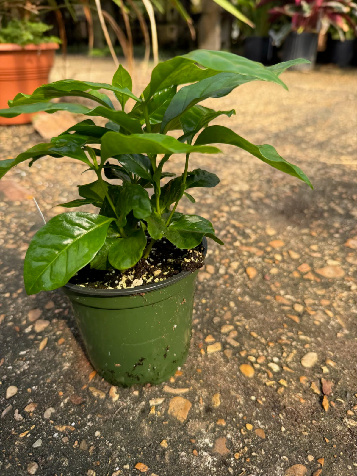 Arabica coffee plant in 5 inch pot at Cane Row Nursery