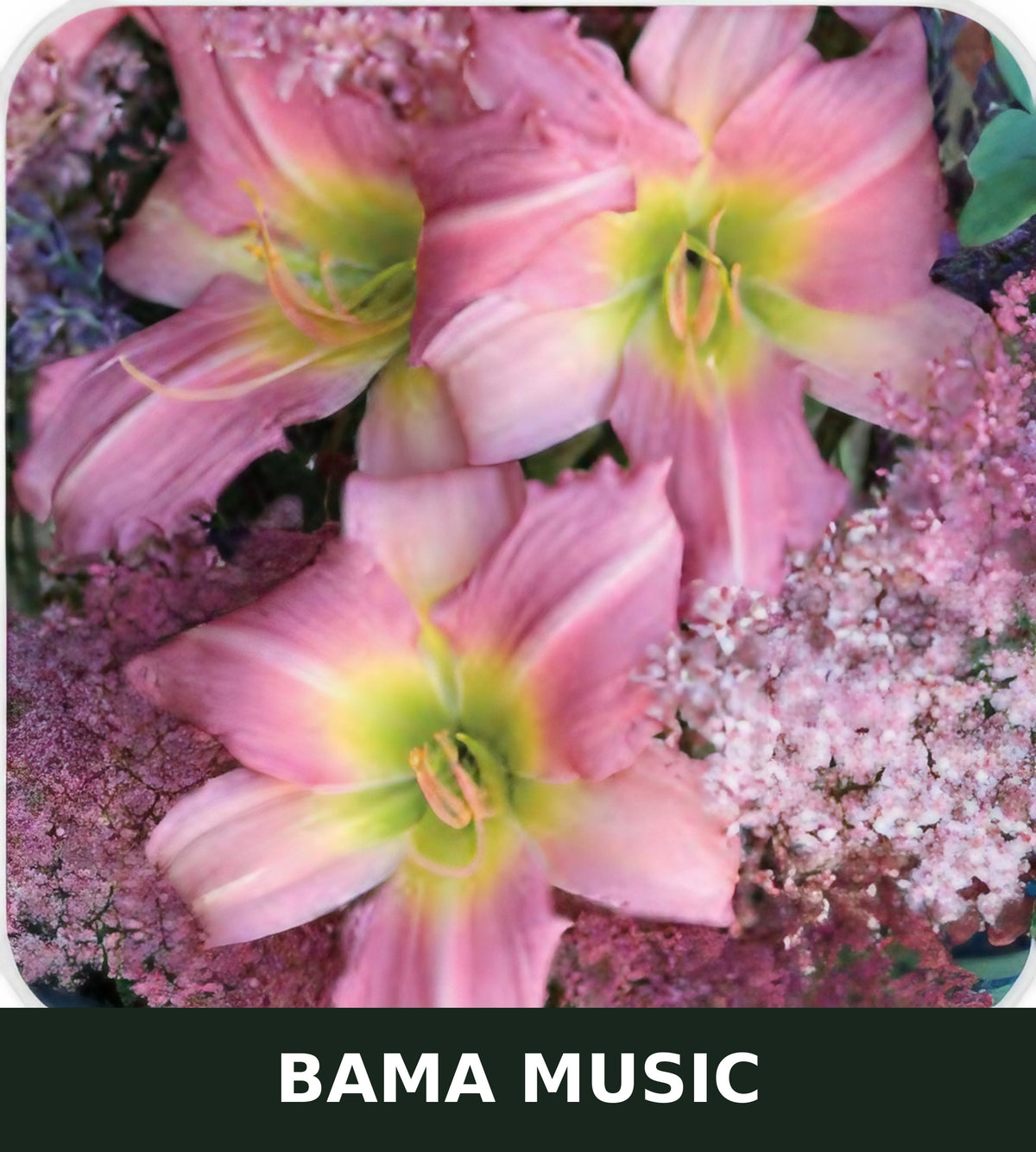 Bama Music bare root daylily