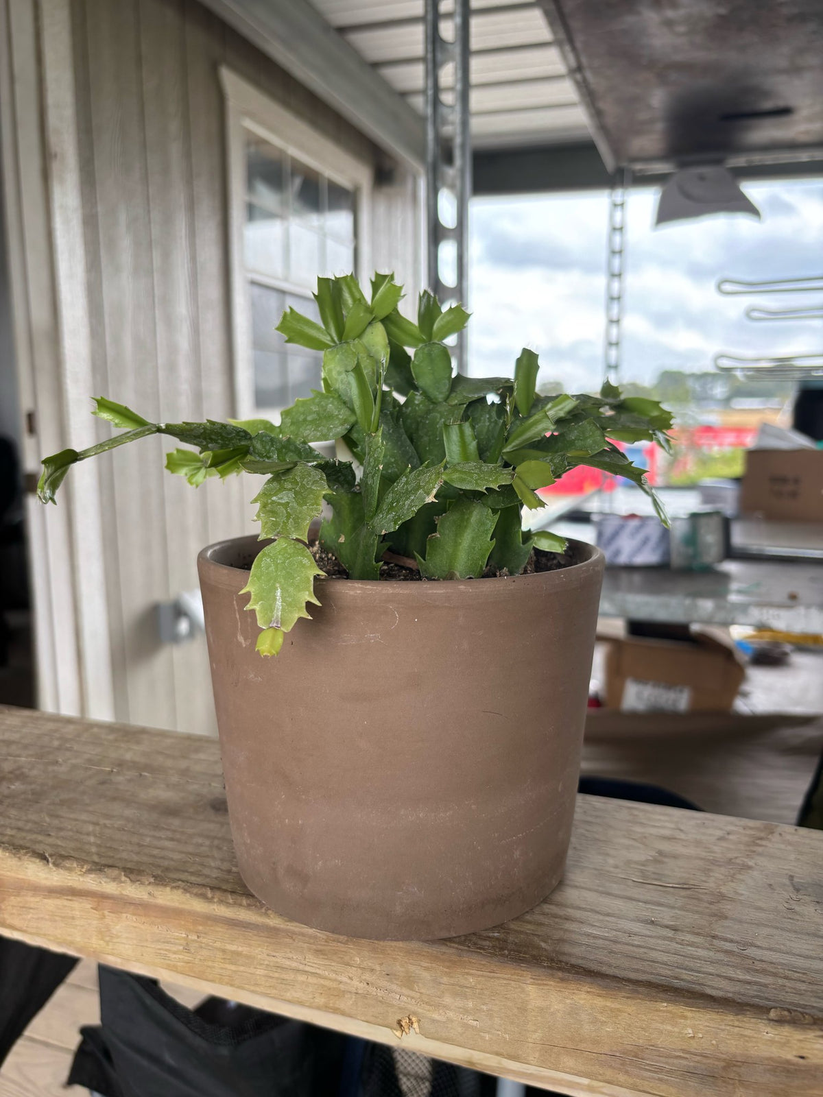 Christmas cactus in terracotta clay pots