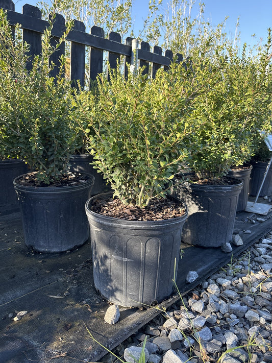 Compacta holly shrubs in nursery pots at Cane Row Nursery