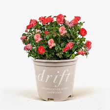 Coral Drift Rose