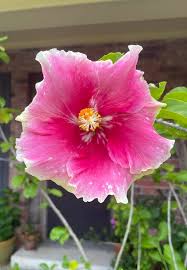 Wild at Heart Cajun Hibiscus