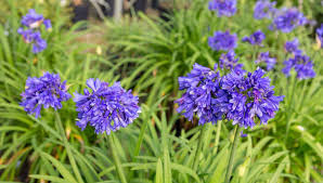 Ever Midnight Moon Agapanthus