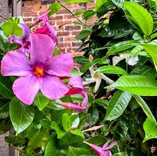 3-N-1 Sun Parasol® Mandevilla