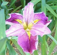 Kay Nelson Iris