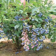 Ochlocknee Blueberry