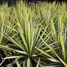 Color Guard Yucca
