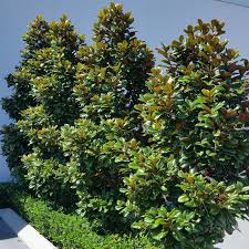 Teddy Bear Magnolia