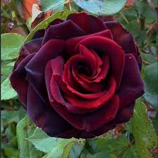 Black Magic Rose