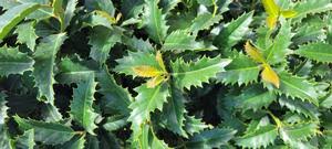 Crown Point Holly