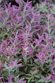 Rosa’s Blush Blueberry