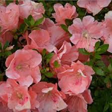 Wakaebisu' Azalea