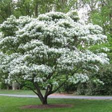 Chinese Fringe Tree