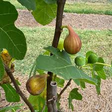 O’Rourke Fig