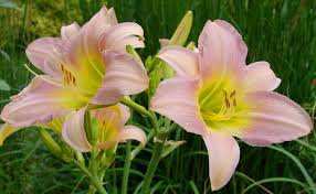 Catherine Woodbury Daylily