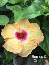 Berries N Cream Cajun Hibiscus