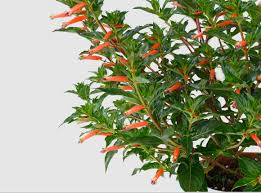 Cubano Fuente Cigar Plant