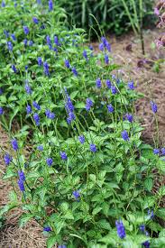 Porterweed