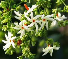 Night Blooming Jasmine