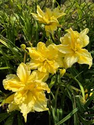 Shockwave Daylily