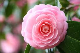 Pink Perfection Camellia