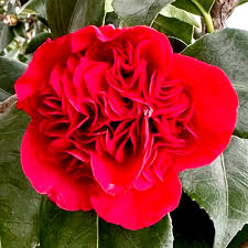 April Tryst Camellia
