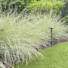Platinum Beauty Lomandra