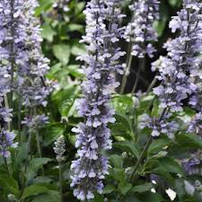 Blue Chill Sage/Salvia