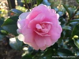 Dream Weaver Camellia