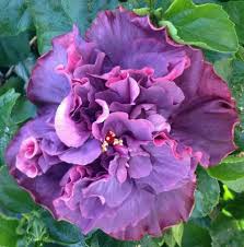 Bayou Rose Cajun Hibiscus