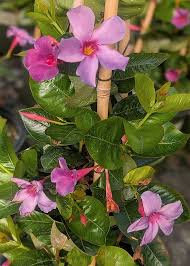 Sun Parasol® Original XP Bluephoria™ Mandevilla