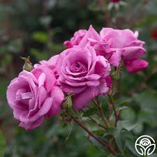 Fragrant Plum Rose