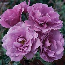 Angel Face Rose
