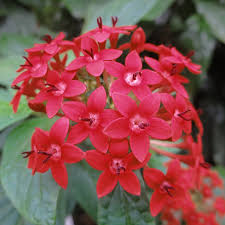Ruby Red Pentas