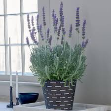 Goodwin Creek Lavender