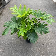 Hope Philodendron