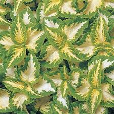 Wizard Jade Coleus