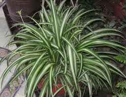 Airplane Plant