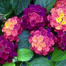 Bandana Cherry Lantana