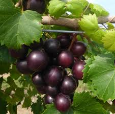 Southland Muscadine