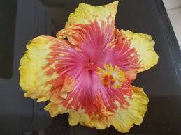 Moonwalk Hibiscus Tree