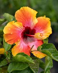 Exotic Fiesta Hibiscus