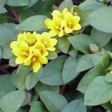 Lysimachia Golden Globes