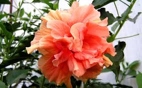 Double Peach Hibiscus