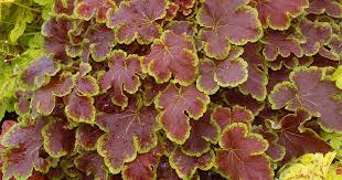 Heucherella Solar Eclipse