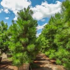 Loblolly Pine Tree