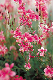 Siskiyou Gaura