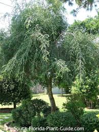 Weeping Yaupon Holly