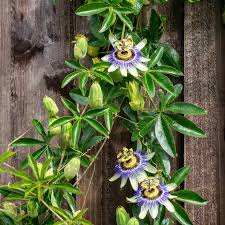 Frederick Passion Fruit Vine